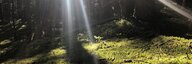 Ein Bild in den dunklen Sommerwald. Zwischen den Stämmen fallen Sonnestrahlen ein und lassen das Moos am Boden aufleuchten. - vergrösserte Ansicht