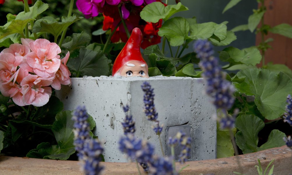 A garden gnome with a red cap is cast up to the nose in a grey concrete block. He is framed by flowers.
