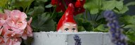 A garden gnome with a red cap is cast up to the nose in a grey concrete block. He is framed by flowers. - enlarged view