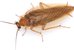 Nahaufnahme eines hellbraunen Käfers mit länglicher Form und Fühlern. Es ist keine Küchenschabe, sondern eine Bernstein-Waldschabe. - vergrösserte Ansicht