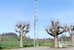 Ein asphaltierter Platz, zwei kahle Bäume, grüne Wiesen und blauer Himmel. Mitten im Bild steht der letzte verbleibende Antennenmast des ehemaligen Kurzwellensenders Schwarzenburg. - vergrösserte Ansicht