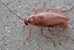 Nahaufnahme eines kleinen hellbraunen Käfers mit länglicher Form und langen Fühlern.  - vergrösserte Ansicht