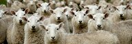 Zahlreiche weisse Schafe blicken direkt aus dem Bild auf die Betrachter:innen. - vergrösserte Ansicht
