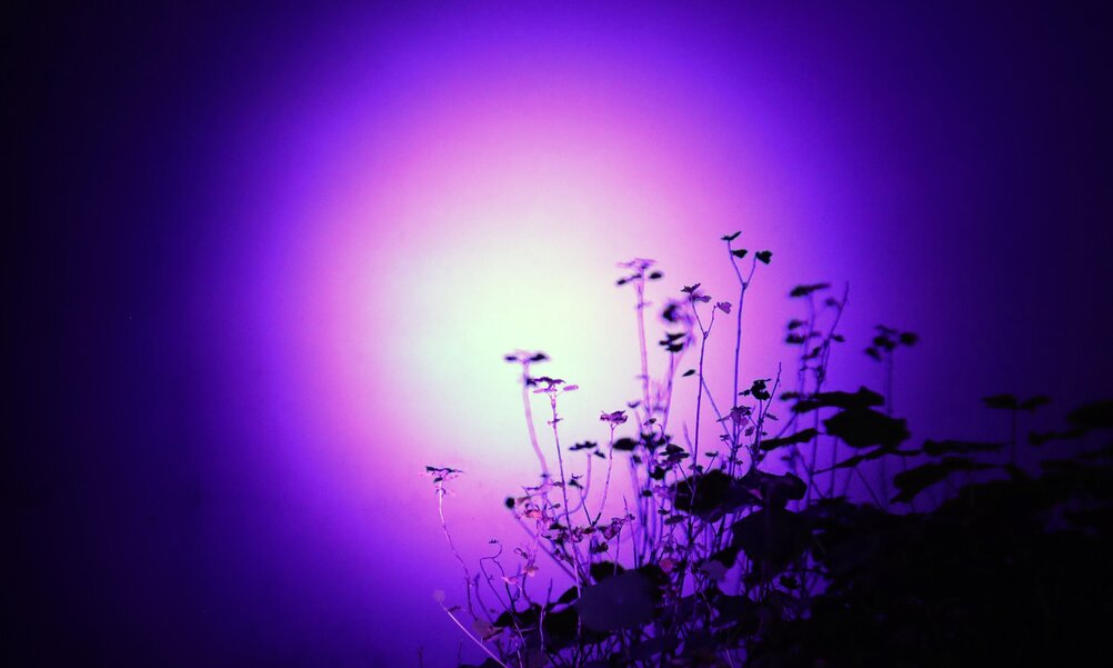 Ein fast schwarzes Bild, in der Mitte ein Lichtkreis, in der Mitte weiss, dann nach aussen hin rosa, pink, lila blau werdend. Darin die Sil­hou­et­te einer Pflanze und deren Schatten an der Wand.