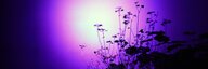 Ein fast schwarzes Bild, in der Mitte ein Lichtkreis, in der Mitte weiss, dann nach aussen hin rosa, pink, lila blau werdend. Darin die Sil­hou­et­te einer Pflanze und deren Schatten an der Wand. - vergrösserte Ansicht