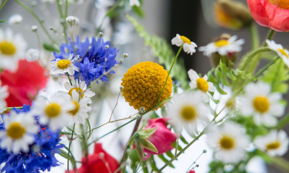 Nahaufnahme von diversen farbigen Blumen