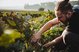 Man cutting plants in a field in the morning sun.