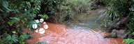 Ein kleiner Fluss im dichten Grün des Waldes, seitlich fliesst rot-braunes Wasser in den zuvor klaren Fluss. - vergrösserte Ansicht